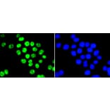Immunofluorescence - Anti-PIM1 Antibody (A11080) - Antibodies.com