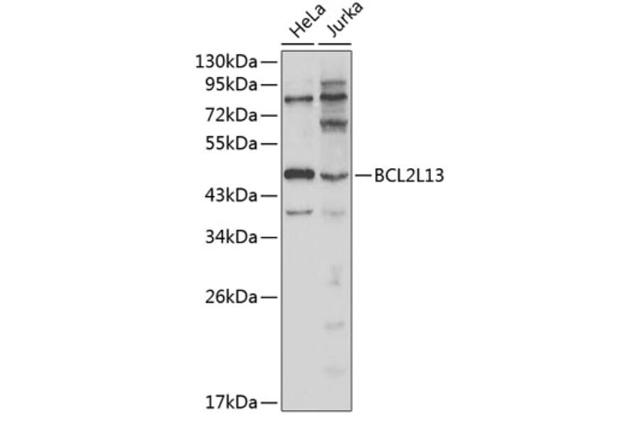 Western Blot - Anti-BCL2L13 Antibody (A1109) - Antibodies.com