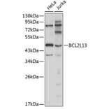 Western Blot - Anti-BCL2L13 Antibody (A1109) - Antibodies.com