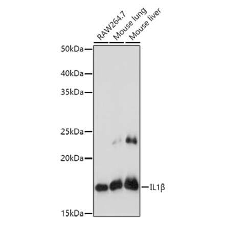 Western Blot - Anti-IL-1 beta Antibody (A11404) - Antibodies.com