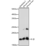 Western Blot - Anti-IL-1 beta Antibody (A11404) - Antibodies.com