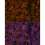 Immunofluorescence - Anti-Prealbumin Antibody (A11408) - Antibodies.com