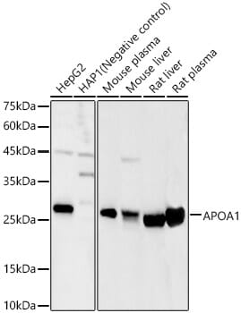 Western blot analysis of extracts of HL-60 cells, using Anti-APOA1 Antibody (A1129) at 1:1,000 dilution.
Secondary antibody: Goat Anti-Rabbit IgG (H+L) (HRP) (AS014) at 1:10,000 dilution.
Lysates / proteins: 25µg per lane.
Blocking buffer: 3% non-fat dry milk in TBST.
Detection: ECL Basic Kit (RM00020).
Exposure time: 30s.