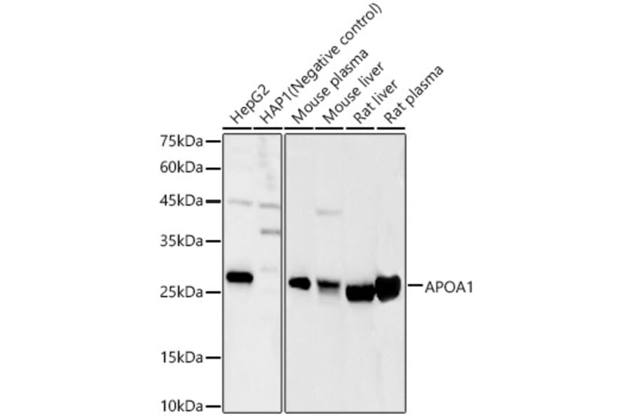 Western Blot - Anti-Apolipoprotein A I Antibody (A11412) - Antibodies.com