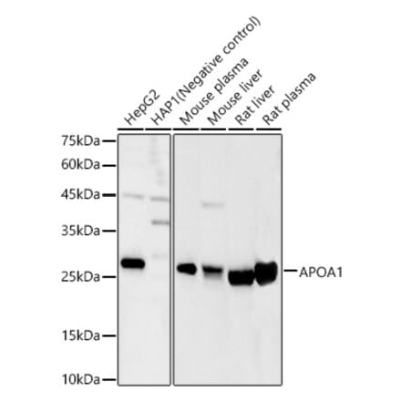 Western Blot - Anti-Apolipoprotein A I Antibody (A11412) - Antibodies.com