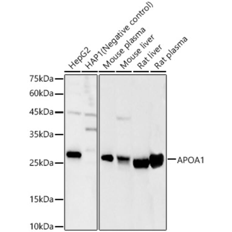 Western Blot - Anti-Apolipoprotein A I Antibody (A11412) - Antibodies.com