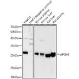 Western Blot - Anti-Apolipoprotein A I Antibody (A11412) - Antibodies.com