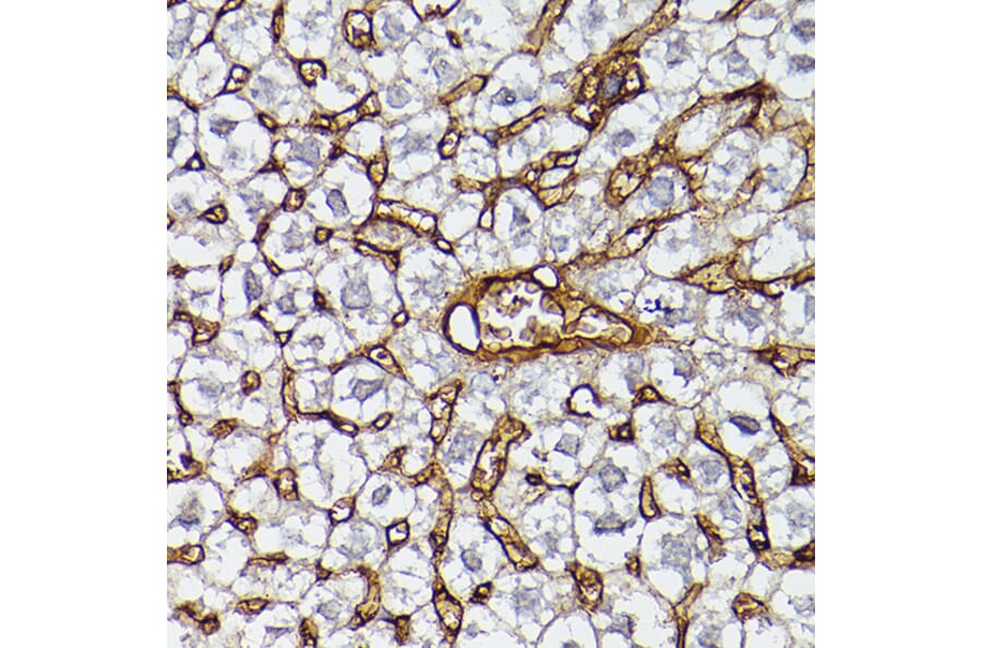 Immunohistochemistry - Anti-Apolipoprotein A I Antibody (A11412) - Antibodies.com