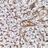Immunohistochemistry - Anti-Apolipoprotein A I Antibody (A11412) - Antibodies.com