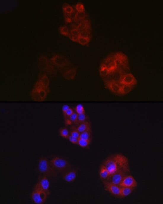 Immunofluorescence analysis of U2OS cells using Anti-APOA1 Antibody (A1129) at dilution of 1:100. Blue: DAPI for nuclear staining.
