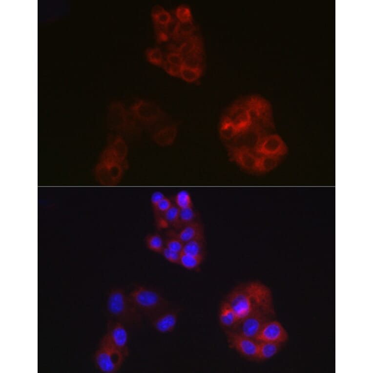 Immunofluorescence - Anti-Apolipoprotein A I Antibody (A11412) - Antibodies.com