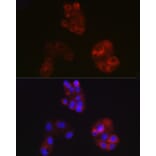 Immunofluorescence - Anti-Apolipoprotein A I Antibody (A11412) - Antibodies.com