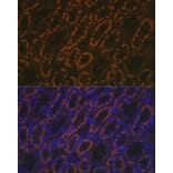 Immunofluorescence - Anti-AMACR Antibody (A11413) - Antibodies.com