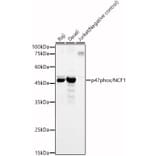 Western Blot - Anti-NCF1/p47-phox Antibody (A11422) - Antibodies.com