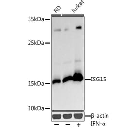 Western Blot - Anti-ISG15 Antibody (A11423) - Antibodies.com