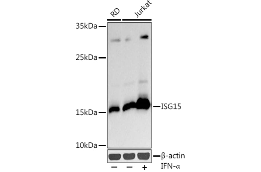 Western Blot - Anti-ISG15 Antibody (A11423) - Antibodies.com
