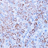 Immunohistochemistry - Anti-ISG15 Antibody (A11423) - Antibodies.com