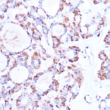 Immunohistochemistry - Anti-ISG15 Antibody (A11423) - Antibodies.com