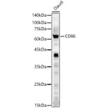 Western Blot - Anti-CD86 Antibody (A11426) - Antibodies.com
