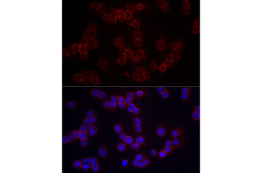Immunofluorescence - Anti-CD86 Antibody (A11426) - Antibodies.com