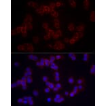 Immunofluorescence - Anti-CD86 Antibody (A11426) - Antibodies.com