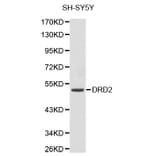 Western Blot - Anti-DRD2 Antibody (A1296) - Antibodies.com