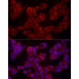 Immunofluorescence - Anti-Leptin Antibody (A11435) - Antibodies.com