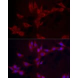 Immunofluorescence - Anti-Leptin Antibody (A11435) - Antibodies.com