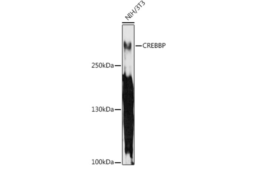 Western Blot - Anti-CREBBP Antibody (A11437) - Antibodies.com