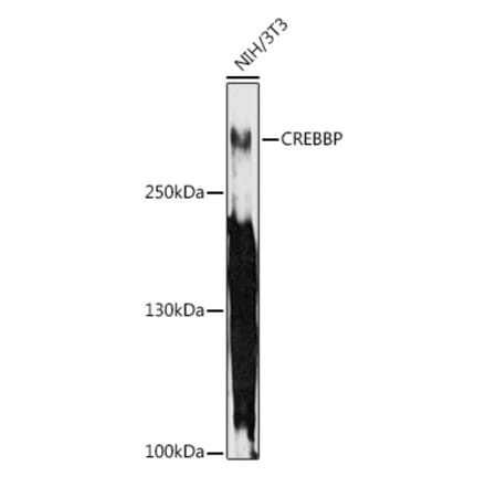 Western Blot - Anti-CREBBP Antibody (A11437) - Antibodies.com