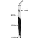 Western Blot - Anti-CREBBP Antibody (A11437) - Antibodies.com