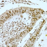 Immunohistochemistry - Anti-CREBBP Antibody (A11437) - Antibodies.com