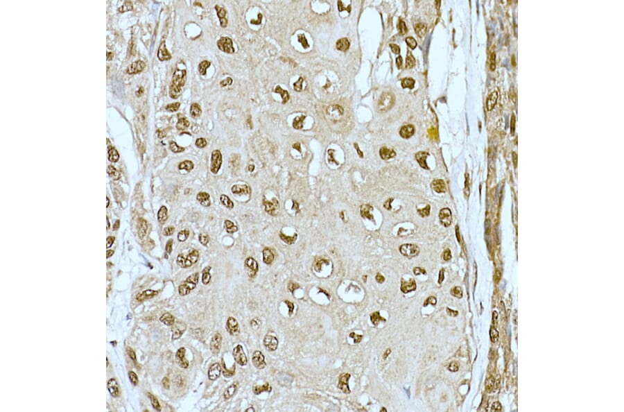 Immunohistochemistry - Anti-CREBBP Antibody (A11437) - Antibodies.com