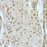 Immunohistochemistry - Anti-CREBBP Antibody (A11437) - Antibodies.com