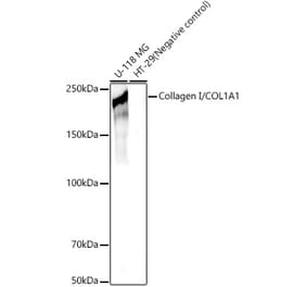 Western Blot - Anti-Collagen I Antibody (A11439) - Antibodies.com