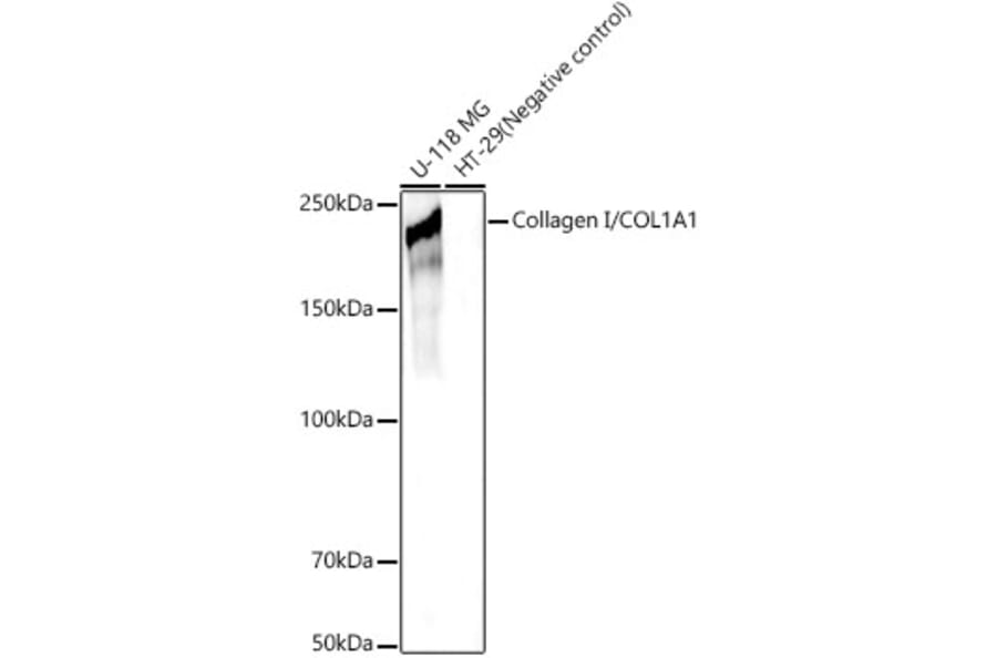 Western Blot - Anti-Collagen I Antibody (A11439) - Antibodies.com