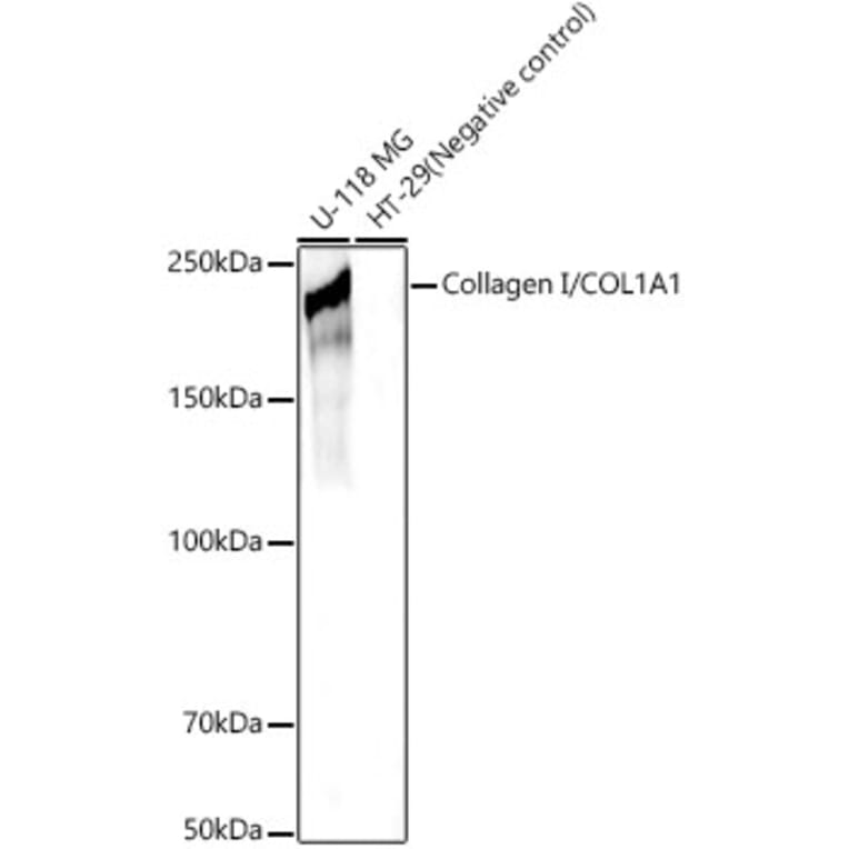 Western Blot - Anti-Collagen I Antibody (A11439) - Antibodies.com