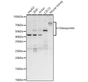 Western Blot - Anti-Osteopontin Antibody (A11441) - Antibodies.com
