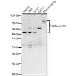 Western Blot - Anti-Osteopontin Antibody (A11441) - Antibodies.com