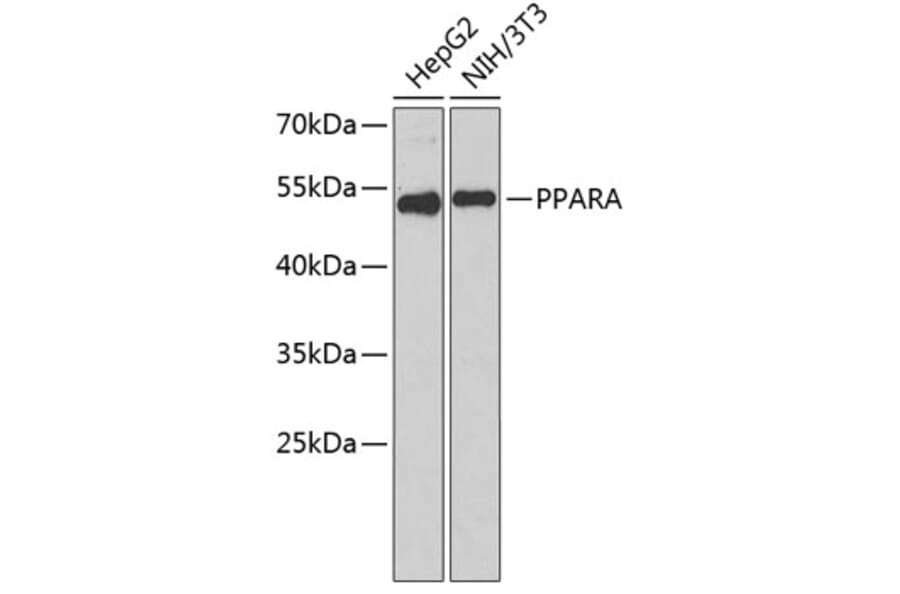 Western Blot - Anti-PPARA Antibody (A1376) - Antibodies.com