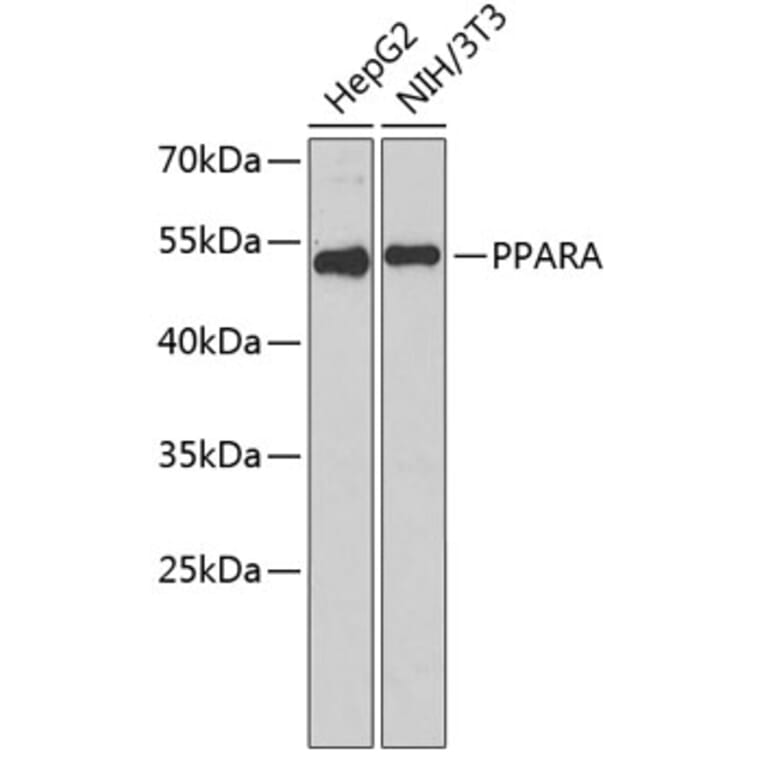 Western Blot - Anti-PPARA Antibody (A1376) - Antibodies.com