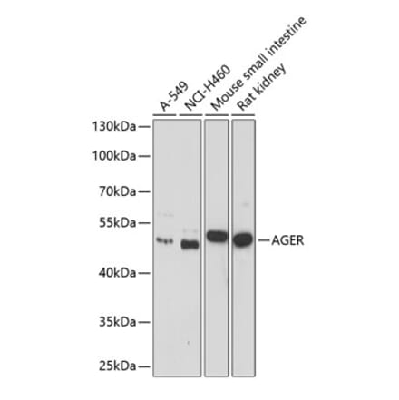 Western Blot - Anti-RAGE Antibody (A11444) - Antibodies.com