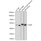 Western Blot - Anti-RAGE Antibody (A11444) - Antibodies.com