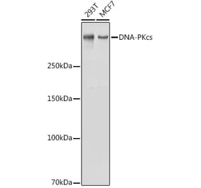 Western Blot - Anti-DNA PKcs Antibody (A11446) - Antibodies.com