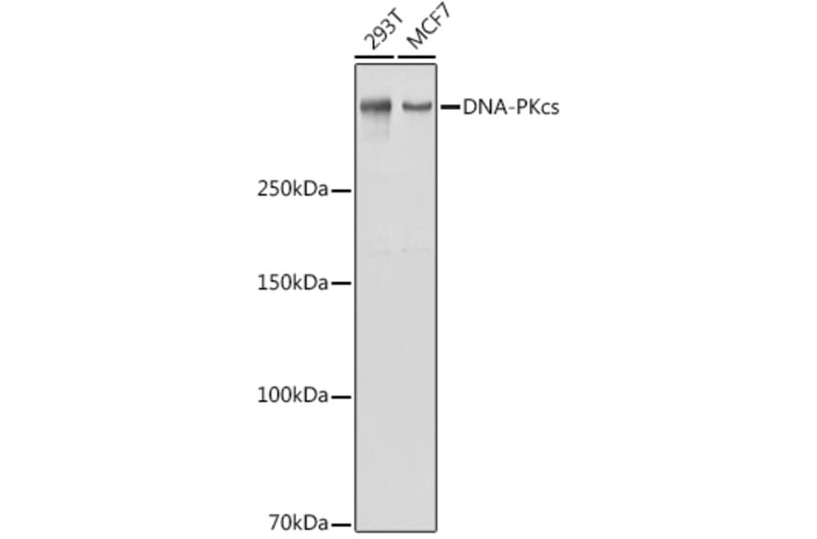 Western Blot - Anti-DNA PKcs Antibody (A11446) - Antibodies.com