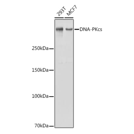 Western Blot - Anti-DNA PKcs Antibody (A11446) - Antibodies.com