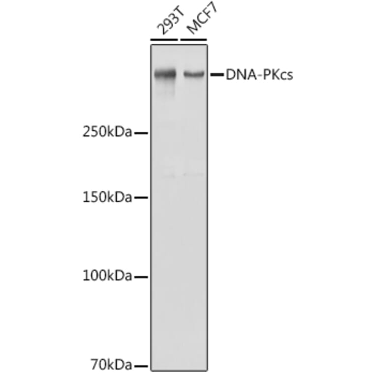 Western Blot - Anti-DNA PKcs Antibody (A11446) - Antibodies.com
