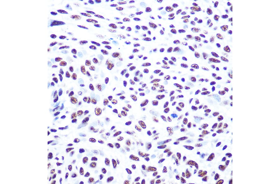 Immunohistochemistry - Anti-DNA PKcs Antibody (A11446) - Antibodies.com