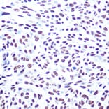 Immunohistochemistry - Anti-DNA PKcs Antibody (A11446) - Antibodies.com