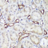 Immunohistochemistry - Anti-CaSR Antibody (A11447) - Antibodies.com